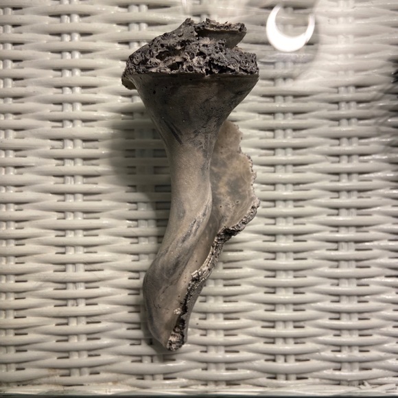 Real Conch Shell: Knick-knack decor - Picture 2 of 6